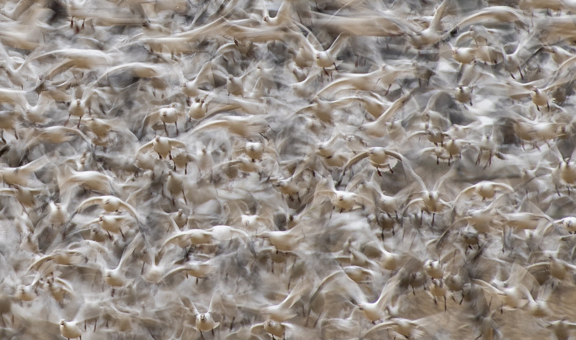 Snow Geese